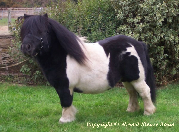 hermits%20taurus_%20piebald%20shet%20sta