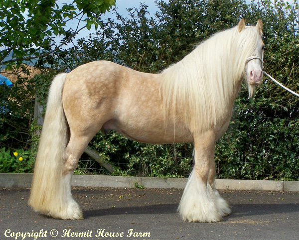 golden sunlight of hermits