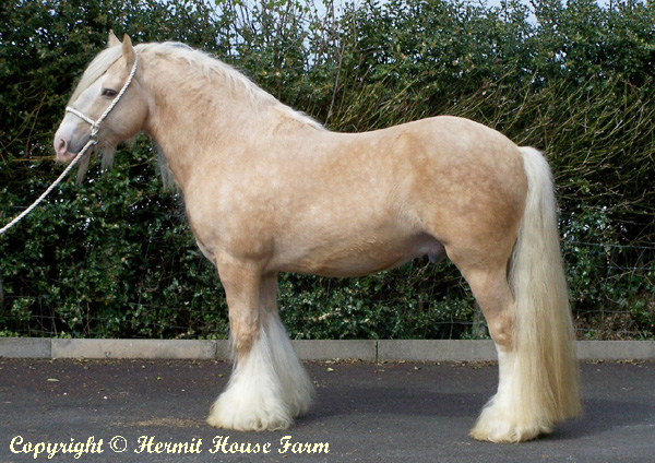 golden sunlight of hermits