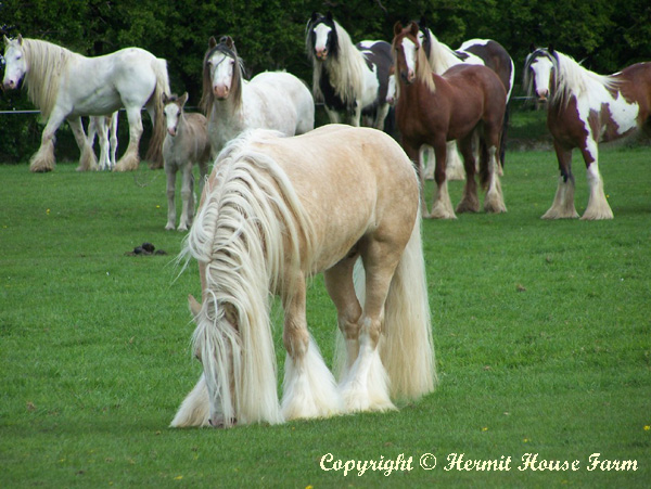 golden sunlight of hermits